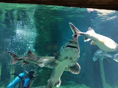 -华夏文旅海洋公园