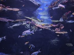 -暹罗海洋世界