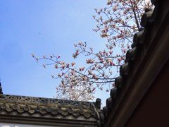 -长春观