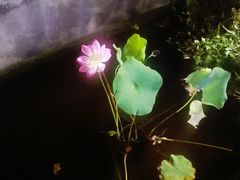 -小仙居·农家宴烤羊· 农庄