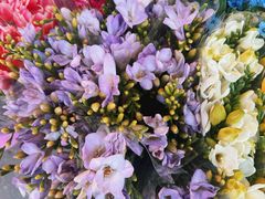 -宝鸡东道花鸟鱼虫市场(吉利花园商场店)