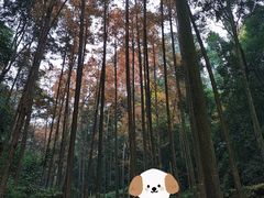 -凤栖山