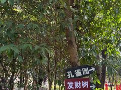 -瑞丽独树成林风景区