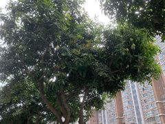 -一杯潮茶·专注潮汕茶饮(朝阳庄店)
