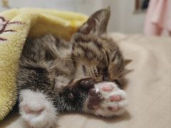-瑞派康怡24h宠物医院·犬猫医疗中心·微创绝育(瑞景分院)