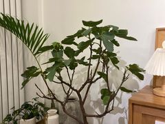 -团子君寿司·茶