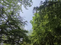 -日照海滨国家森林公园