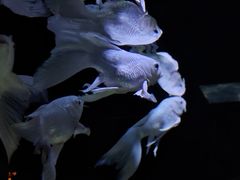 -重庆欢乐海底世界