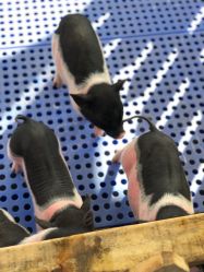 -萌宠亲子动物乐园(槐房万达店)