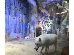 -芜湖新华联大白鲸海洋公园