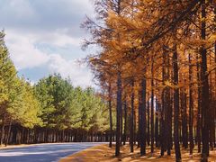 -塞罕坝国家级自然保护区