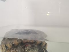-雨林宠物医院 非犬猫异宠专科