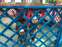 -萌宠亲子动物乐园(槐房万达店)