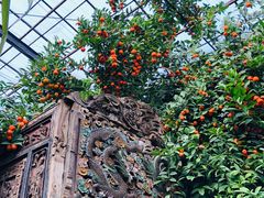 -呀路古热带植物园