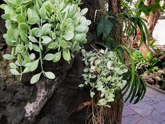 -北京植物园-展览温室