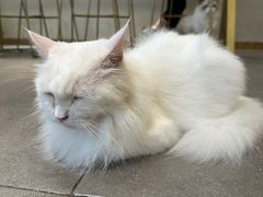 -飞行喵MR PILOT|猫舍·猫咖(静安大融城店)