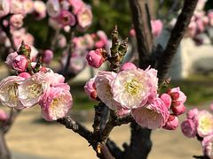 -新虹桥中心花园