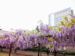 -嘉定紫藤园