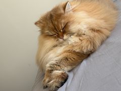 -小猫来了·猫舍(红山六九七九店)