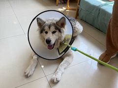 -宠颐生宠物医院·骨外科·犬猫全科诊疗中心(池州店)