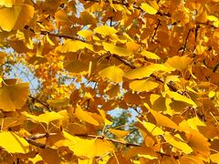 -汉长安城未央宫国家考古遗址公园