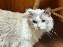 -楼上猫咖(罗湖店)