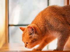 -猫小院猫主题餐厅(南锣旗舰店)