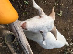 鸿华度假酒店-鸿华度假酒店