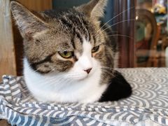 -more than meow吴止猫主题餐厅(承德 中船汇店)