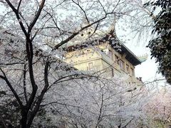 -武汉大学-樱园