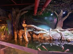 -正佳雨林生态植物园