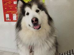 -艾吉宠物医院·疑难杂症转诊中心·猫友好(碧江路院)