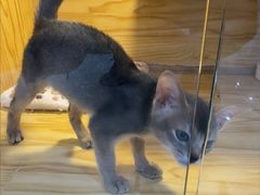 -小猫来了猫舍(福田店)