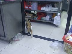 -回坊马二饺子馆