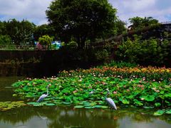 -广州莲花山旅游区