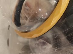 -佳雯宠物医院(四明中路分院)