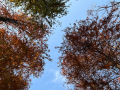 -上海海湾国家森林公园