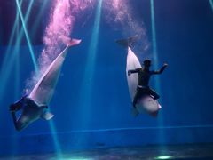 -芜湖新华联大白鲸海洋公园