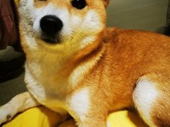 -逗柴咖啡屋·狗咖猫咖宠物桌游