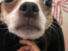 -伟伟宠物医院·CT影像中心·瑞派犬猫综合性门诊(汉口总院)