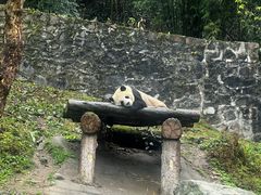 -都江堰中华大熊猫苑