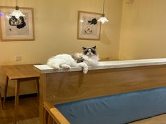 -滚猫咖啡·猫咖·猫友好撸猫(未来城店)
