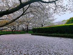 -武汉大学-樱园