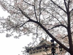 -武汉大学-樱园