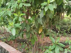 -广州神农草堂中医药博物馆