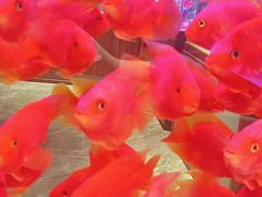 -花鸟鱼虫茶工艺品市场