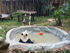 -深圳野生动物园