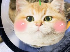 -圣宠动物医院·犬猫专科·影像中心·外科中心