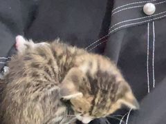 -瑞派动物医院·猫专科·至诚(江南中分院)