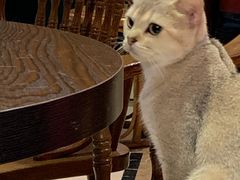 -猫色咖啡·猫咖